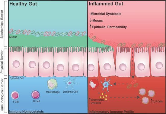 Connecting Bone and Gut Health